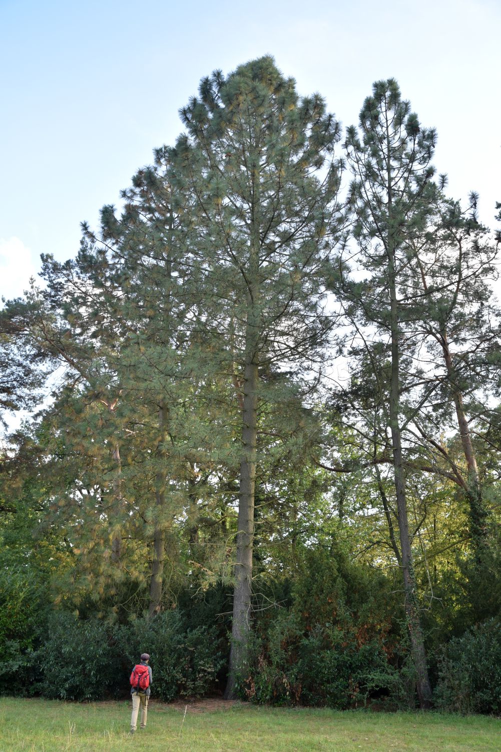 jeffreyi Pinus