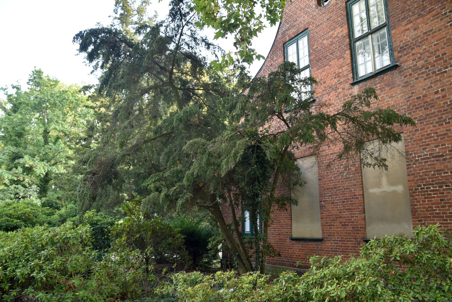 diversifolia Tsuga