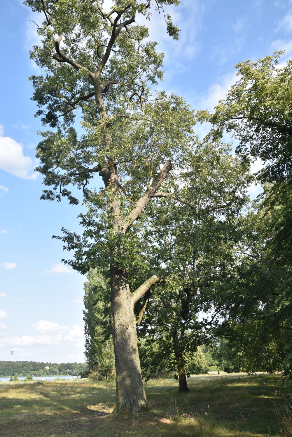 Quercus velutina