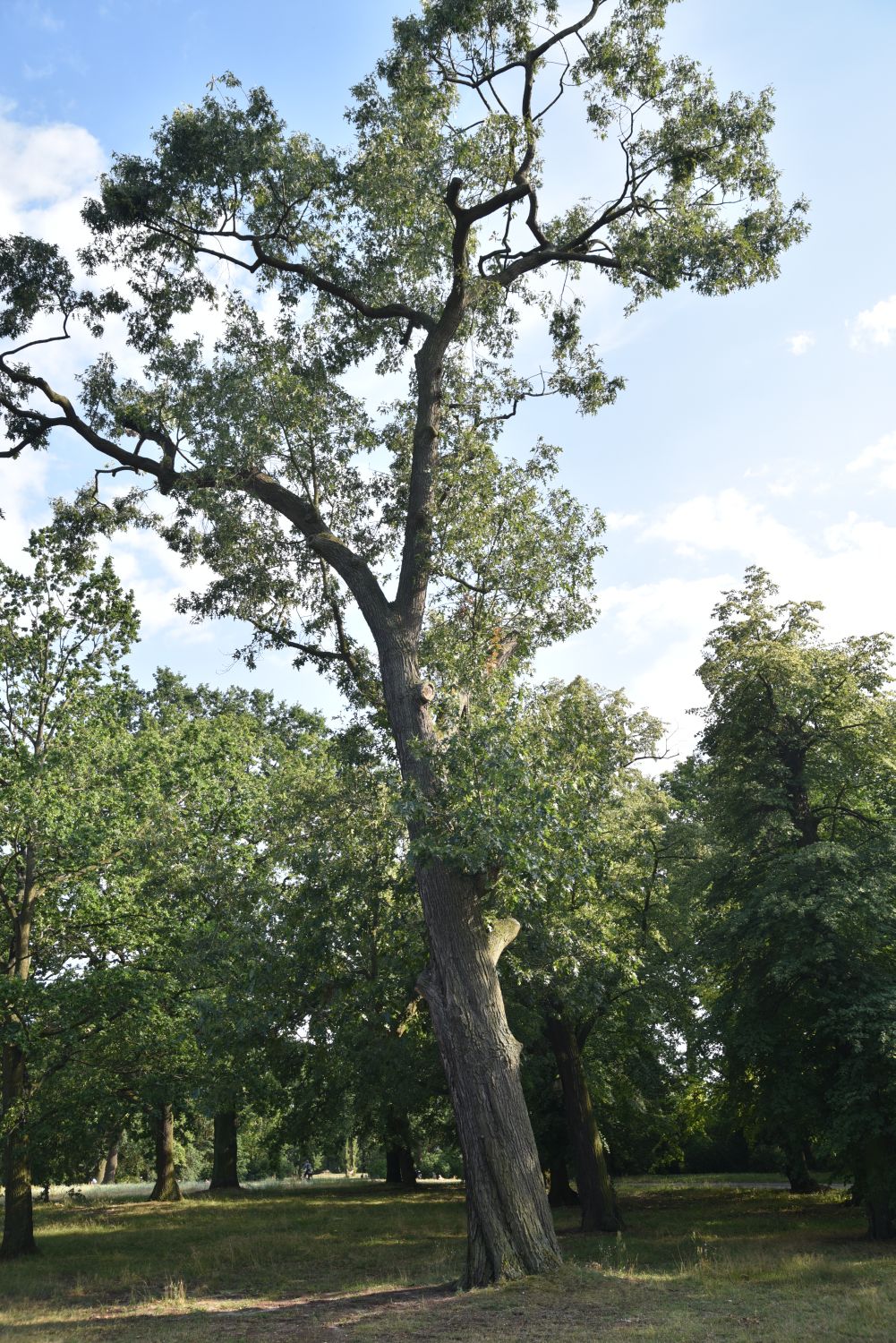 Quercus velutina - Potsdam Neuer Garten - 2019