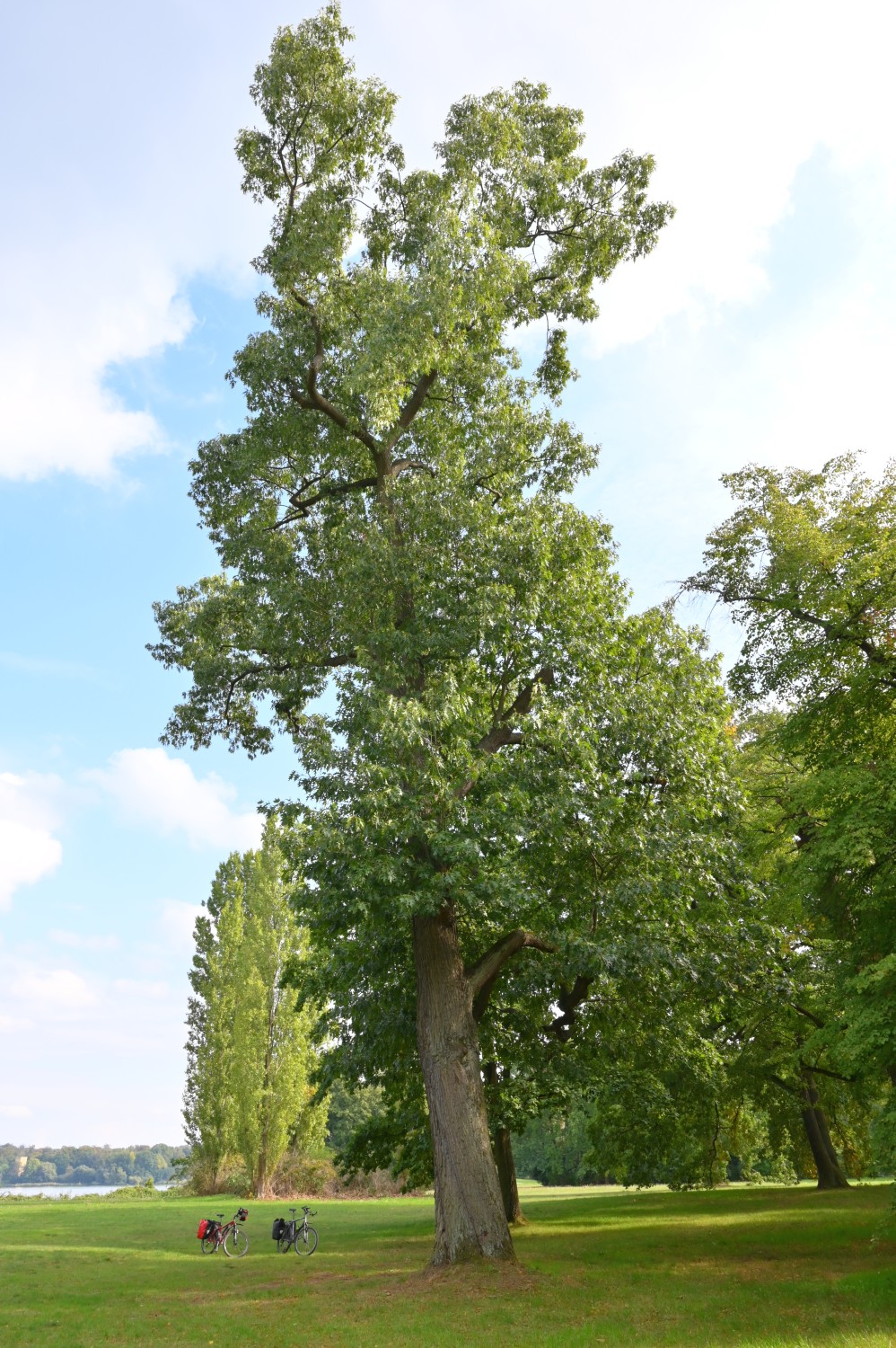 Quercus velutina - Potsdam Neuer Garten - 2022