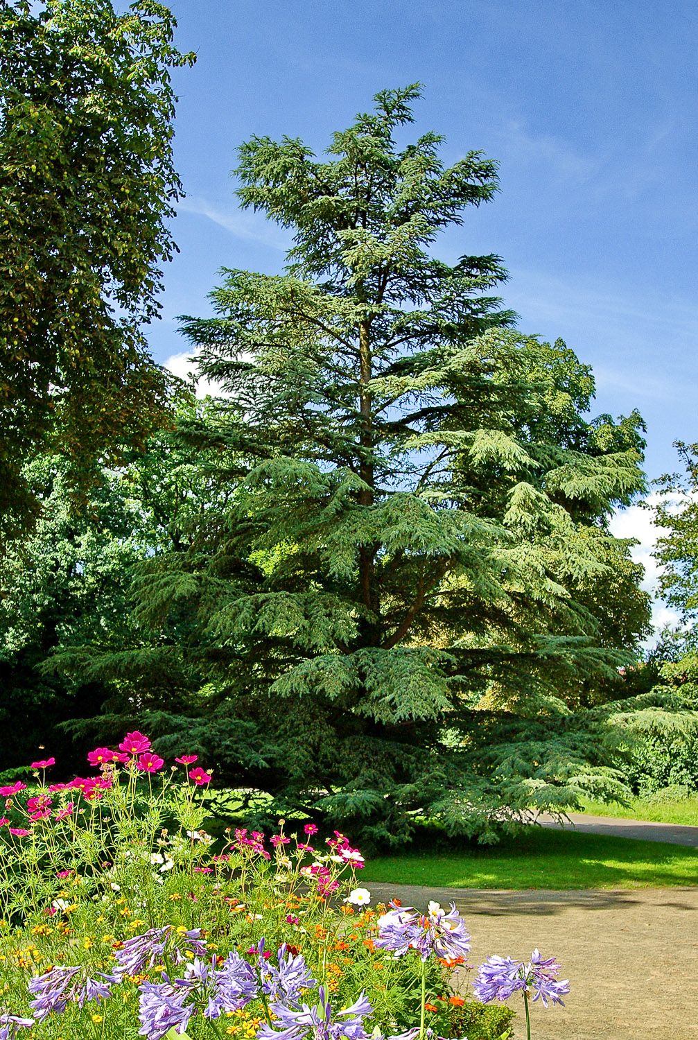 'Glauca' atlantica Cedrus