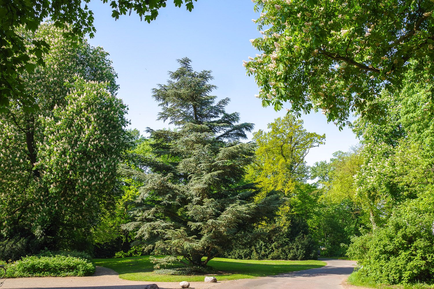 Cedrus atlantica 'Glauca' - Potsdam, Neuer Garten - 2020