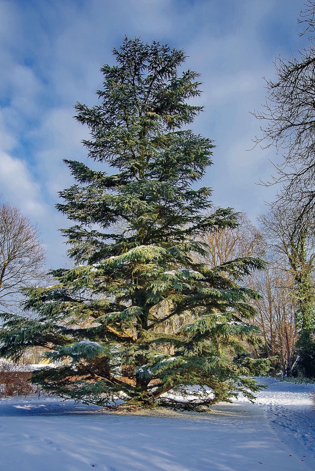 Cedrus atlantica 'Glauca' - Potsdam, Neuer Garten