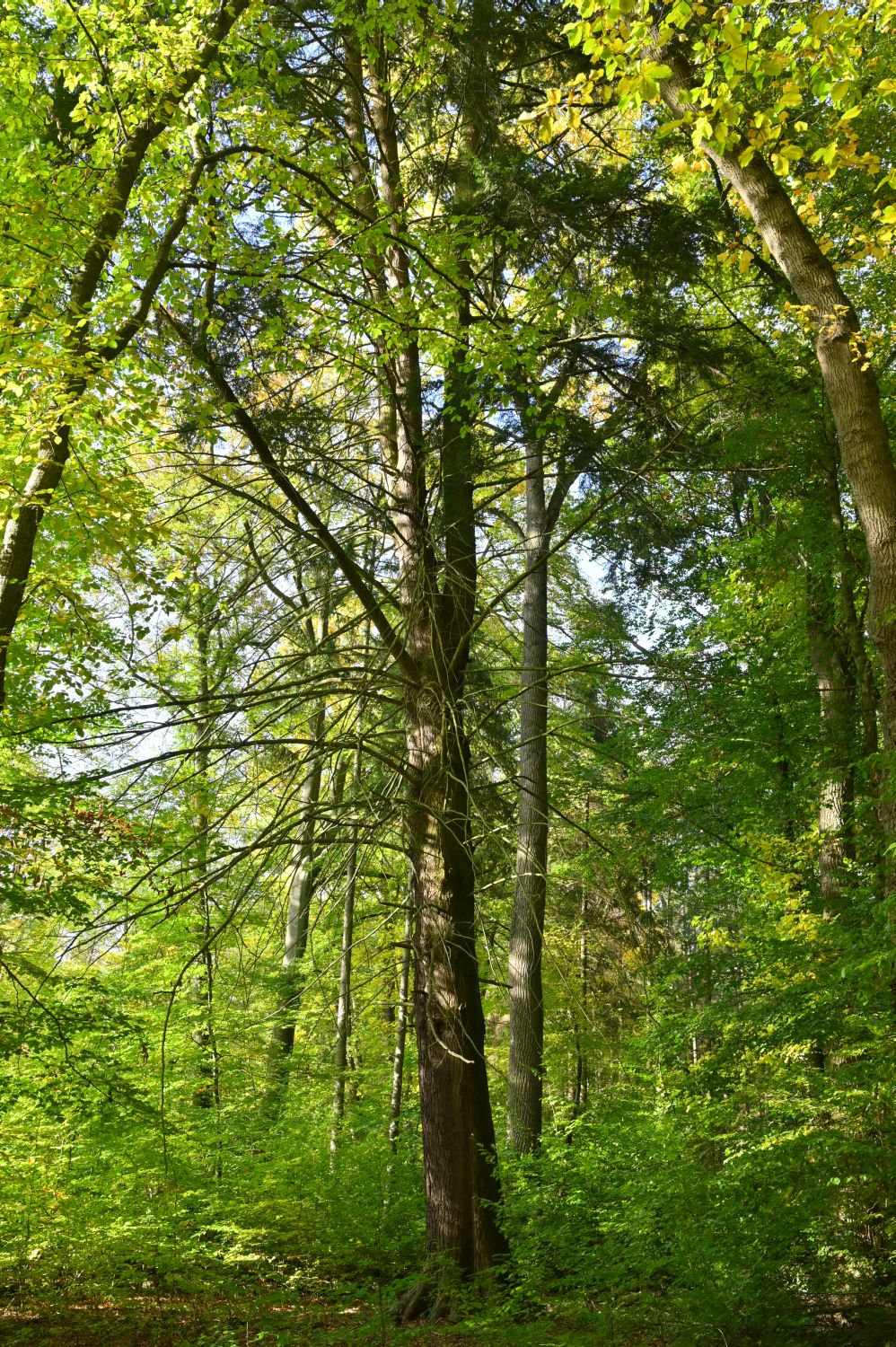 Tsuga canadensis - Frankfurt, Oberschweinstiege - 2020