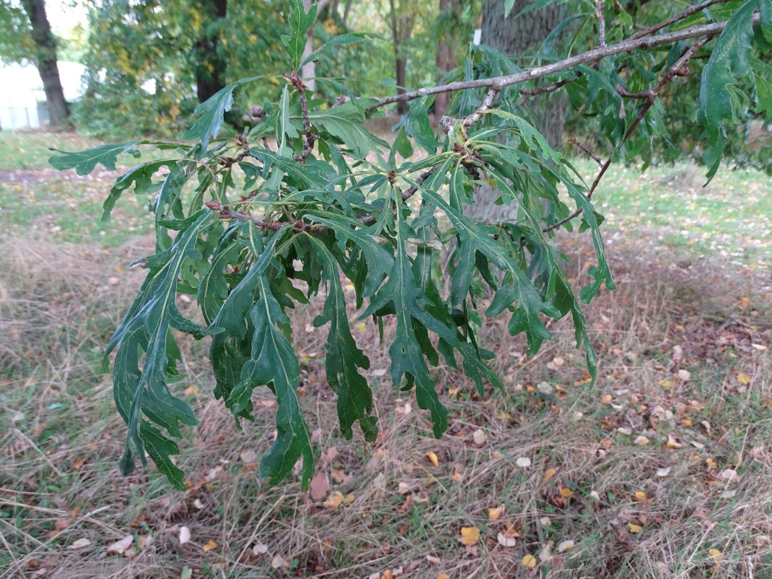 'Cucullata' Quercus robur