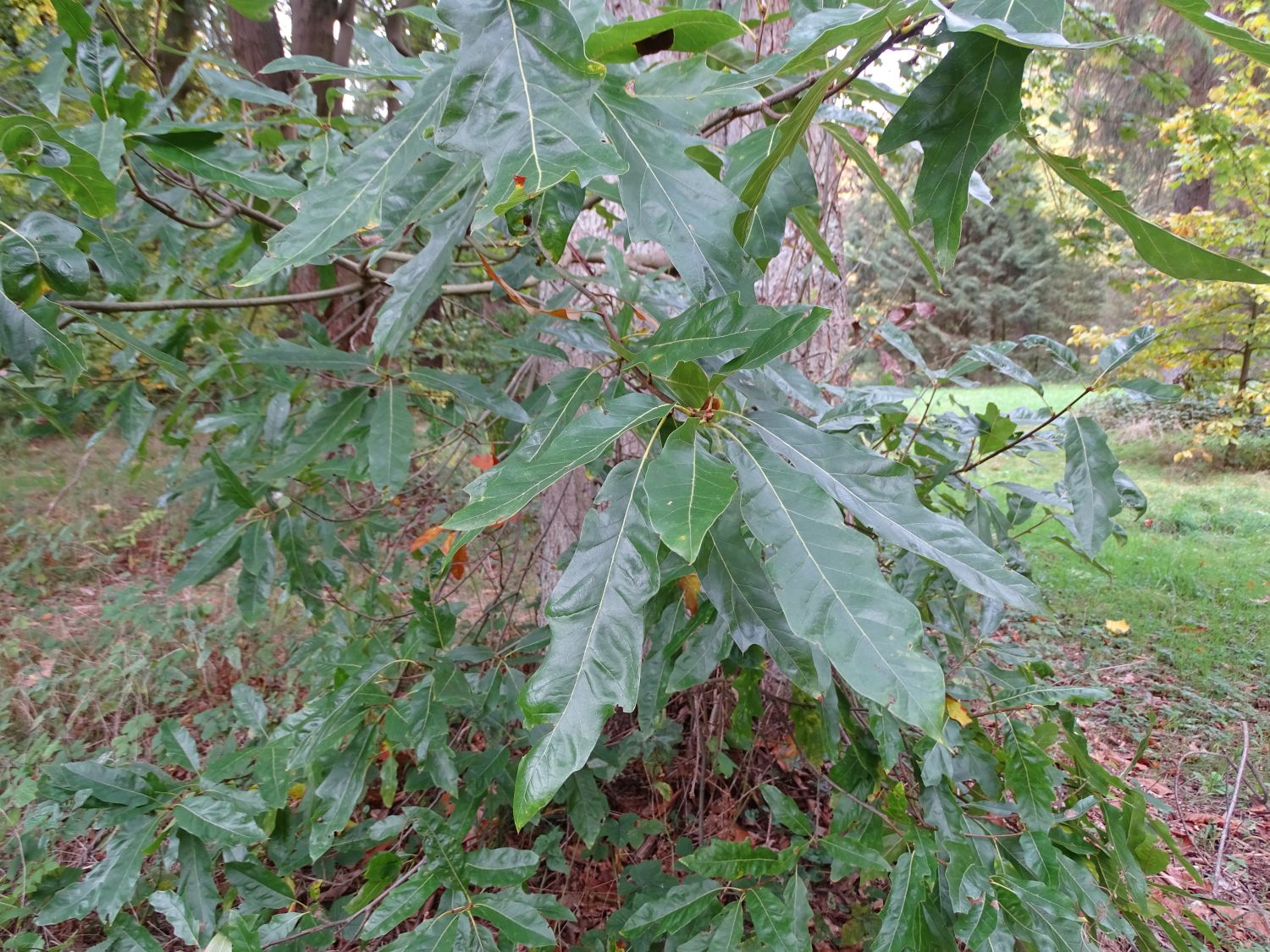 Quercus × heterophylla - Großhansdorf - 2020