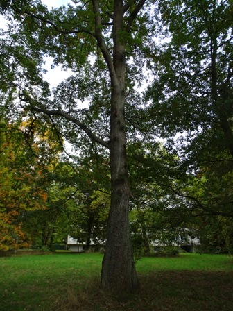cerris Quercus