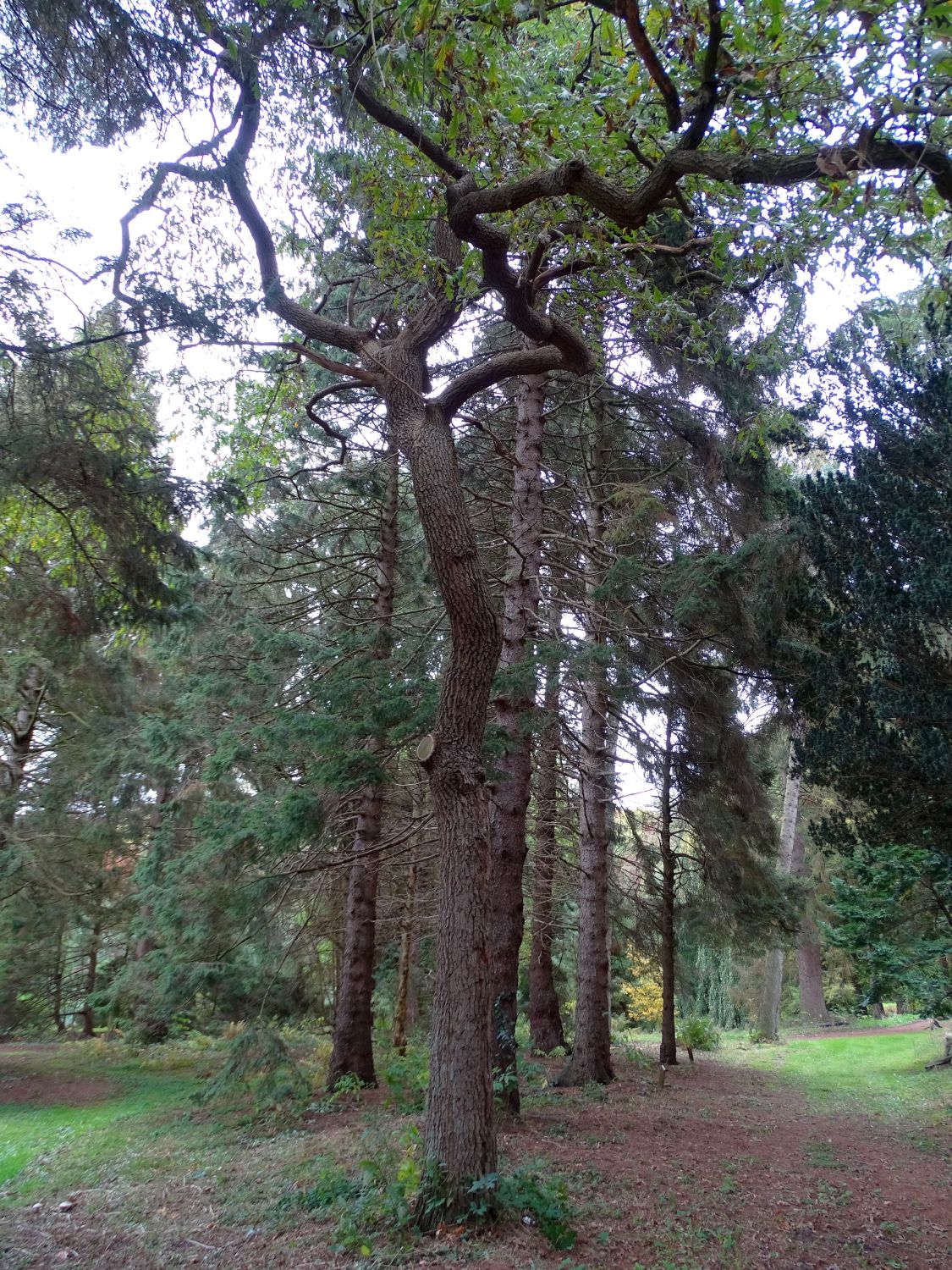 pyrenaica Quercus