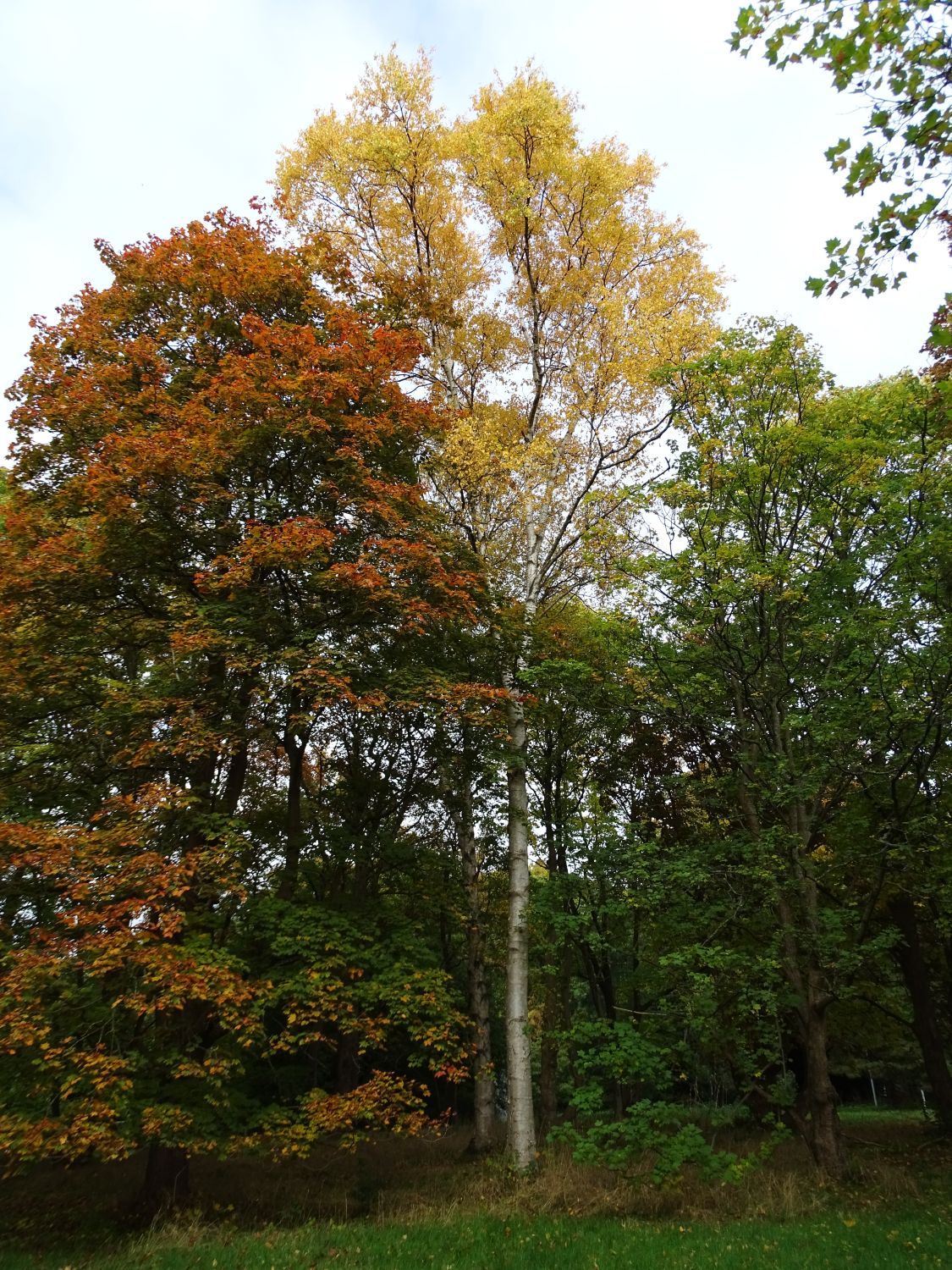 Betula papyrifera