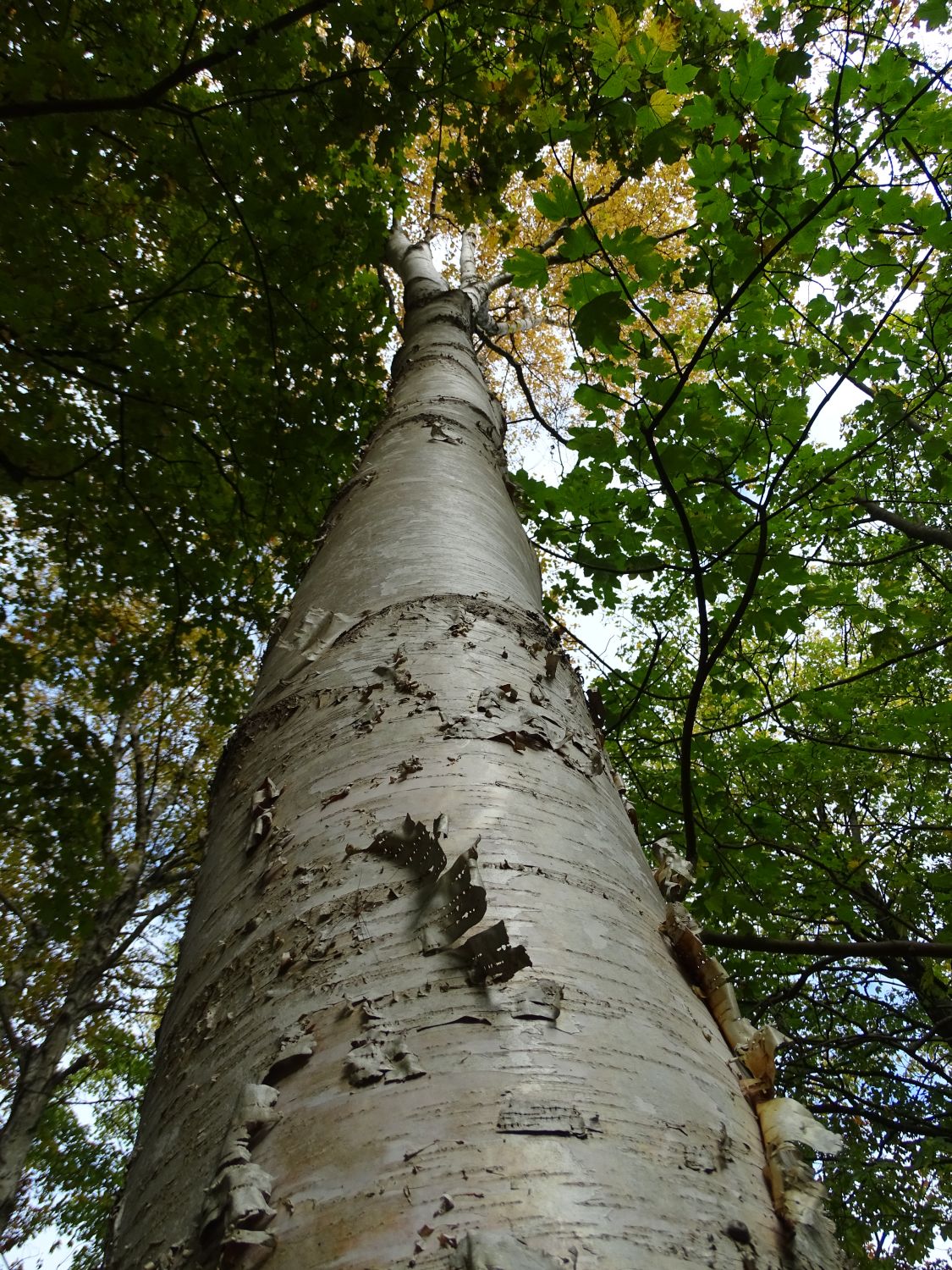 Betula papyrifera - Großhansdorf - 2020