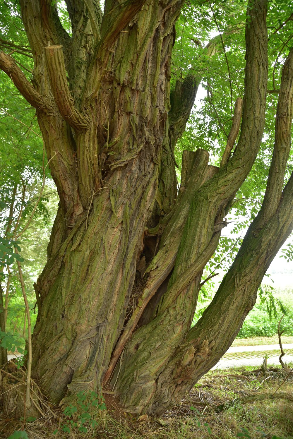 Robinia pseudoacacia - Angermünde-Blumberger Mühle - 2018
