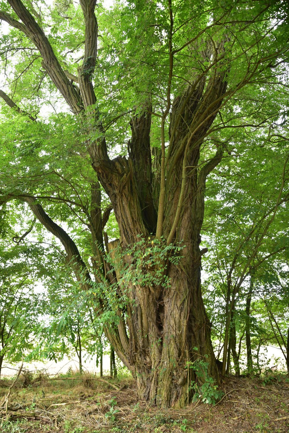 Robinia pseudoacacia - Angermünde-Blumberger Mühle - 2018