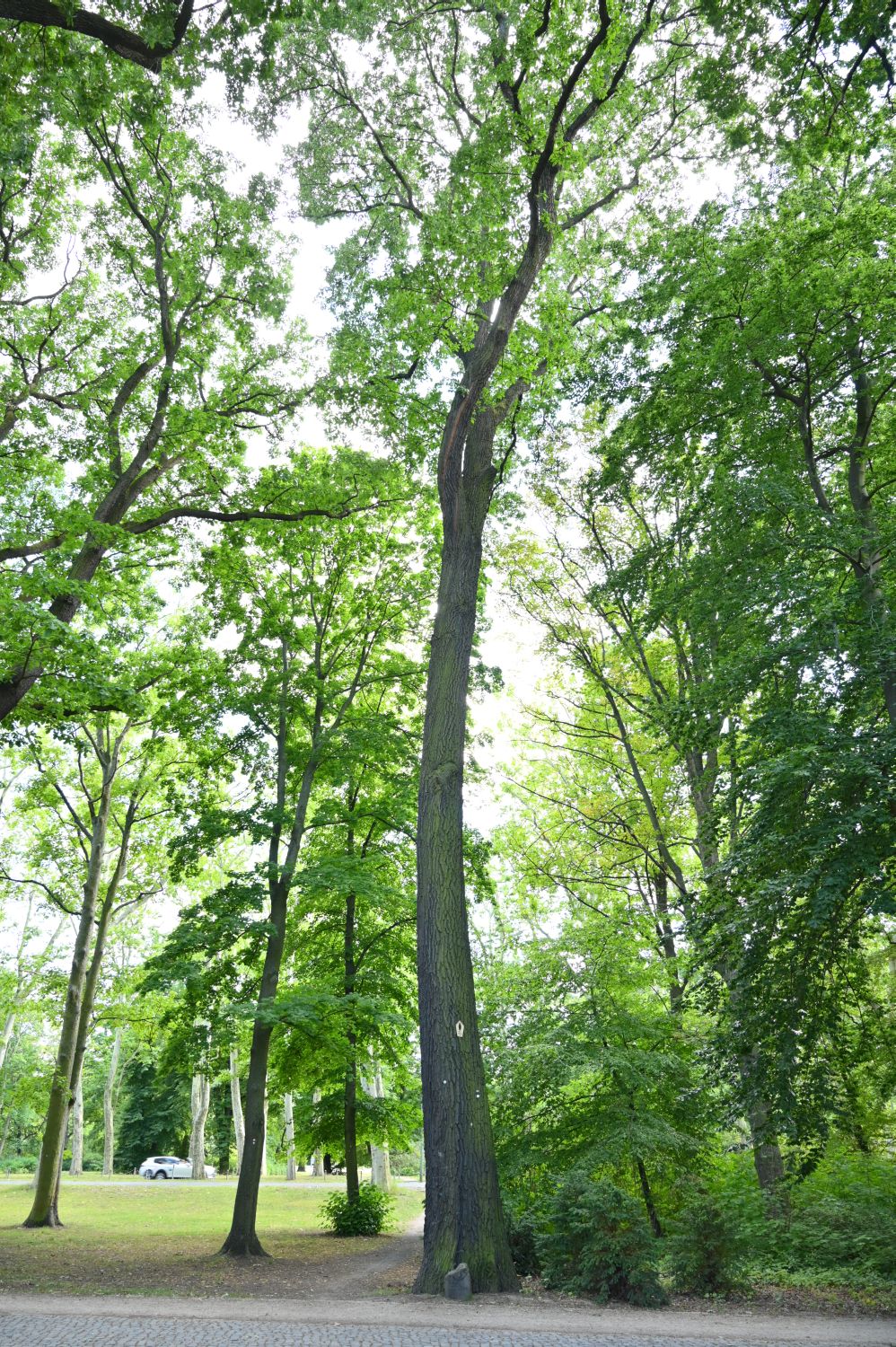 cerris Quercus