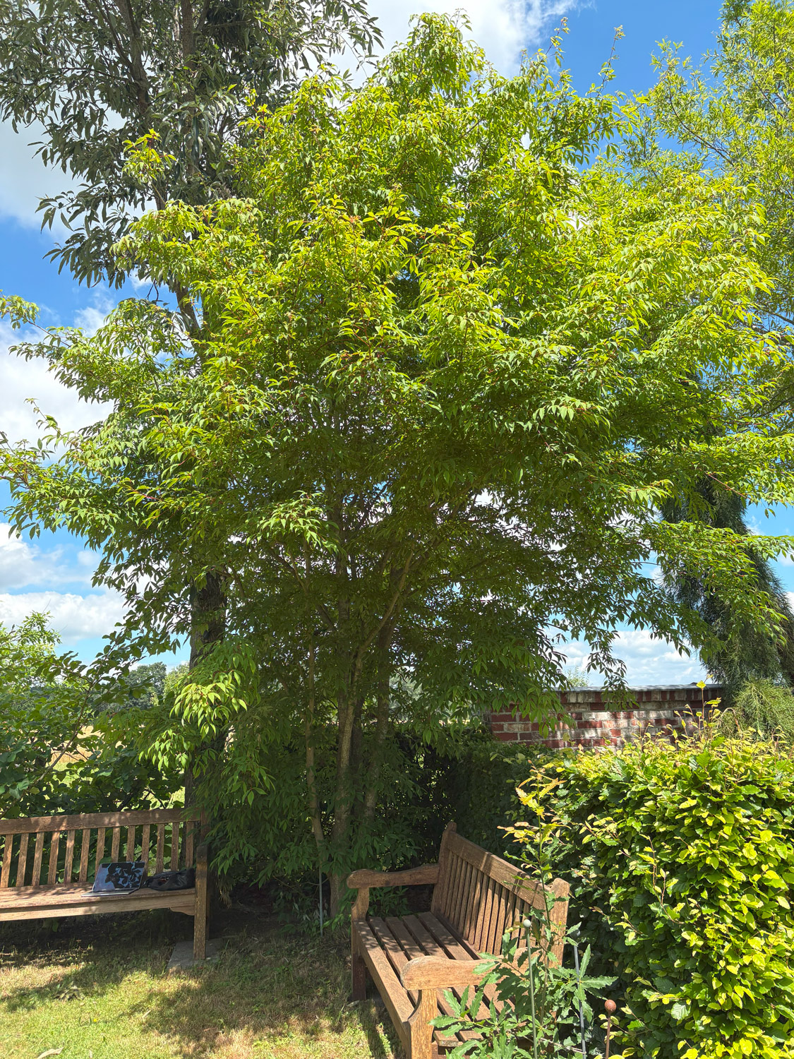 Acer mandshuricum