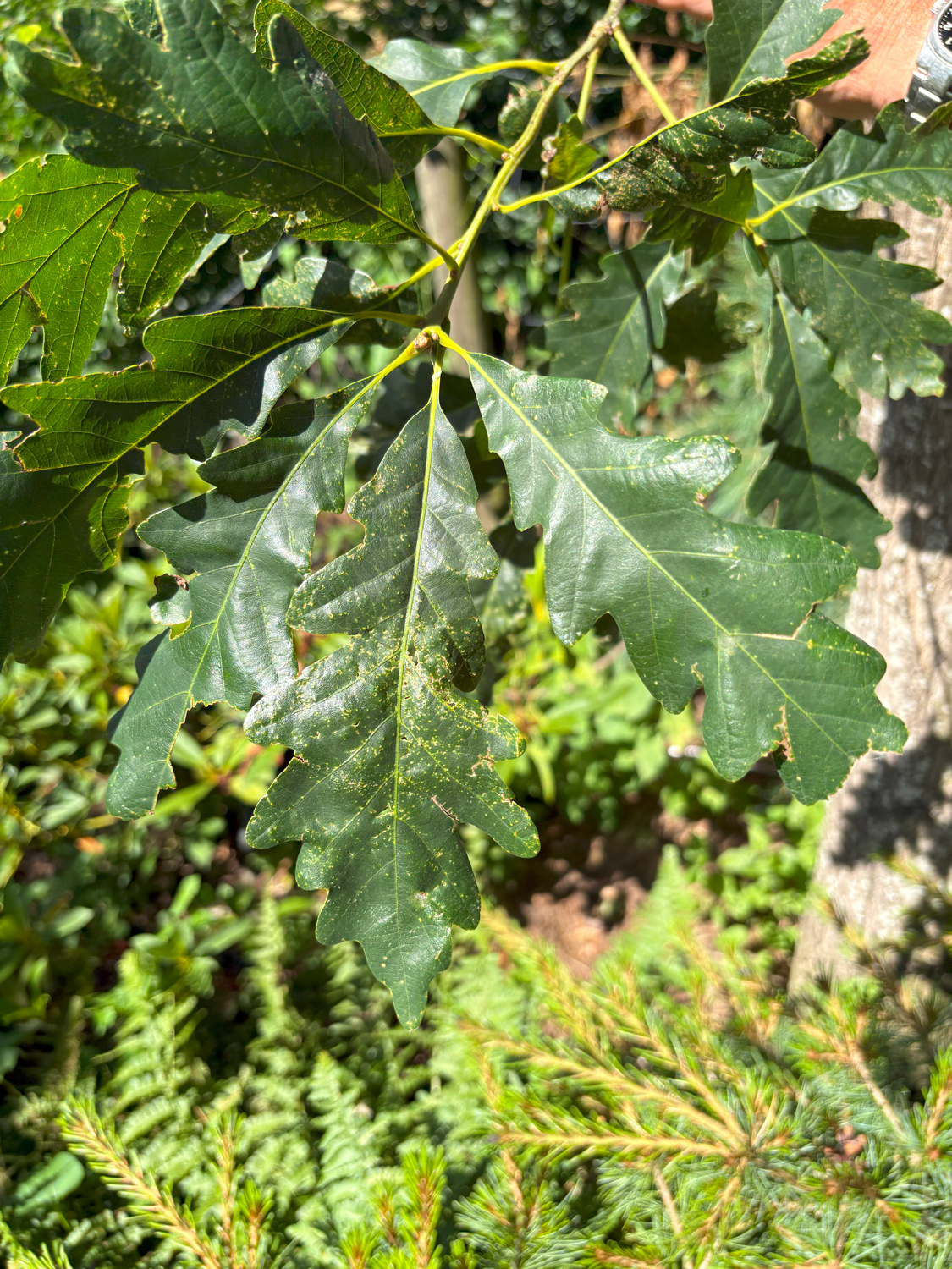 Quercus × saulii 'Atlas' - Kammlach, Höllberg 14 - Juni 2025