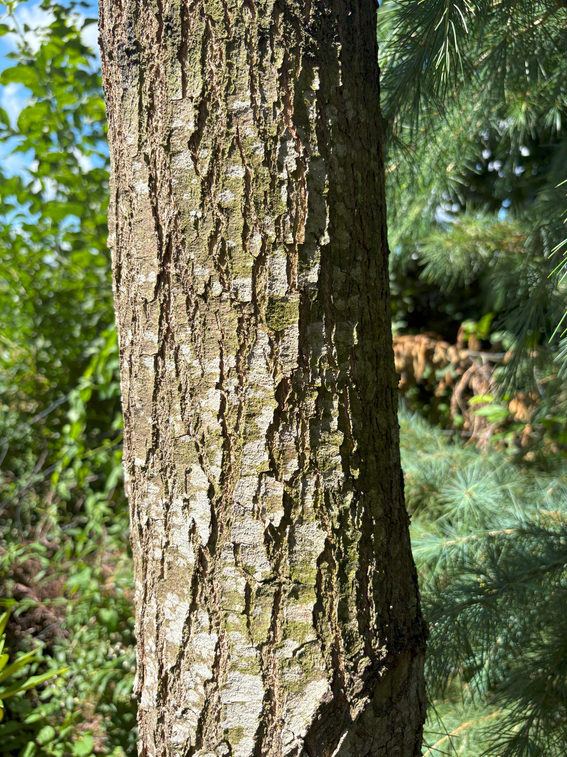 Quercus × saulii 'Atlas' - Kammlach, Höllberg 14 - Juni 2025