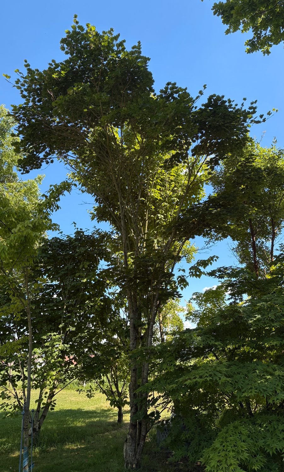 Acer micranthum