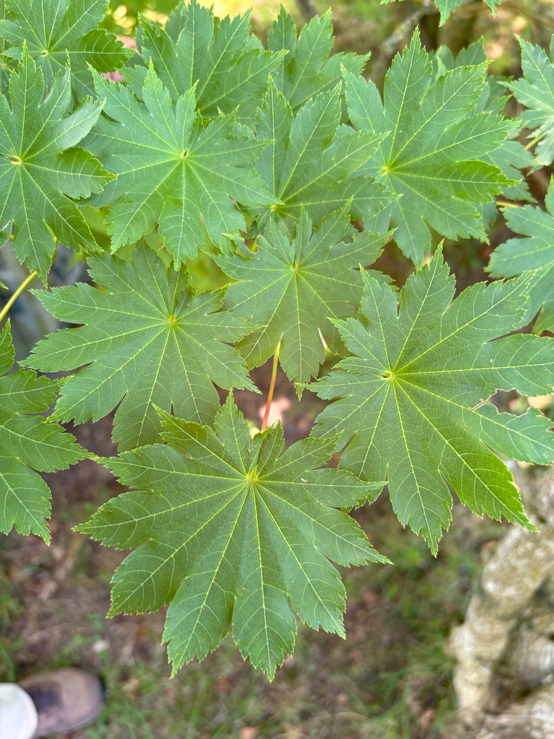 Acer micranthum - Kammlach, Höllberg 14 - Juni 2025