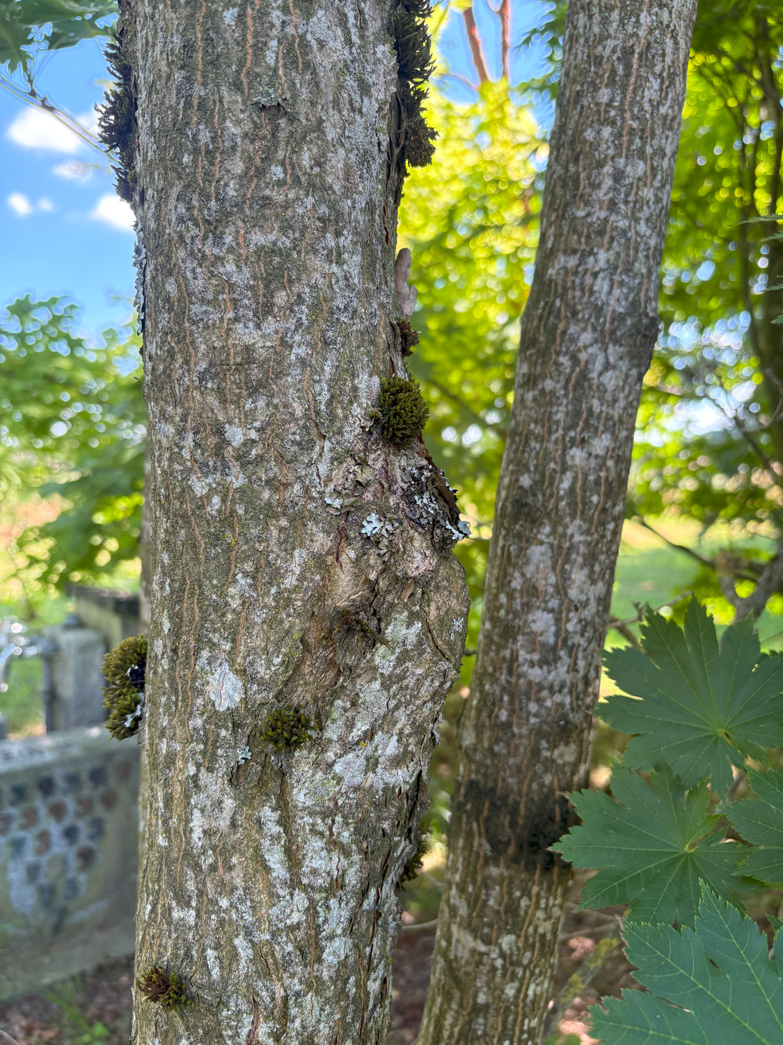 Acer micranthum - Kammlach, Höllberg 14 - Juni 2025