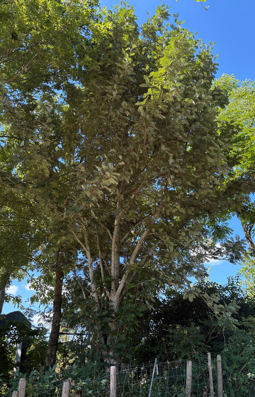 scalaris Sorbus