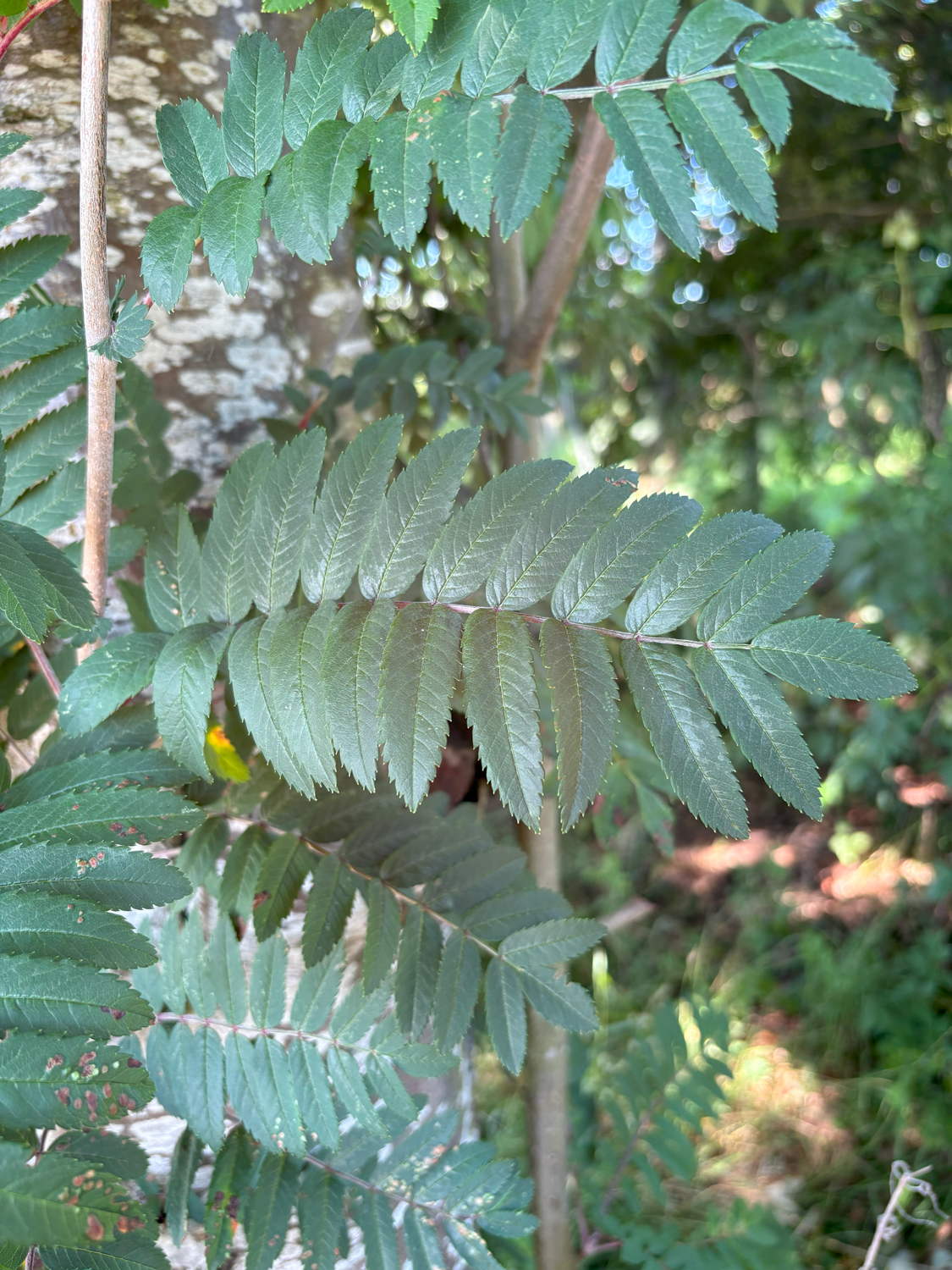 Sorbus scalaris - Kammlach, Höllberg 14 - Juni 2025