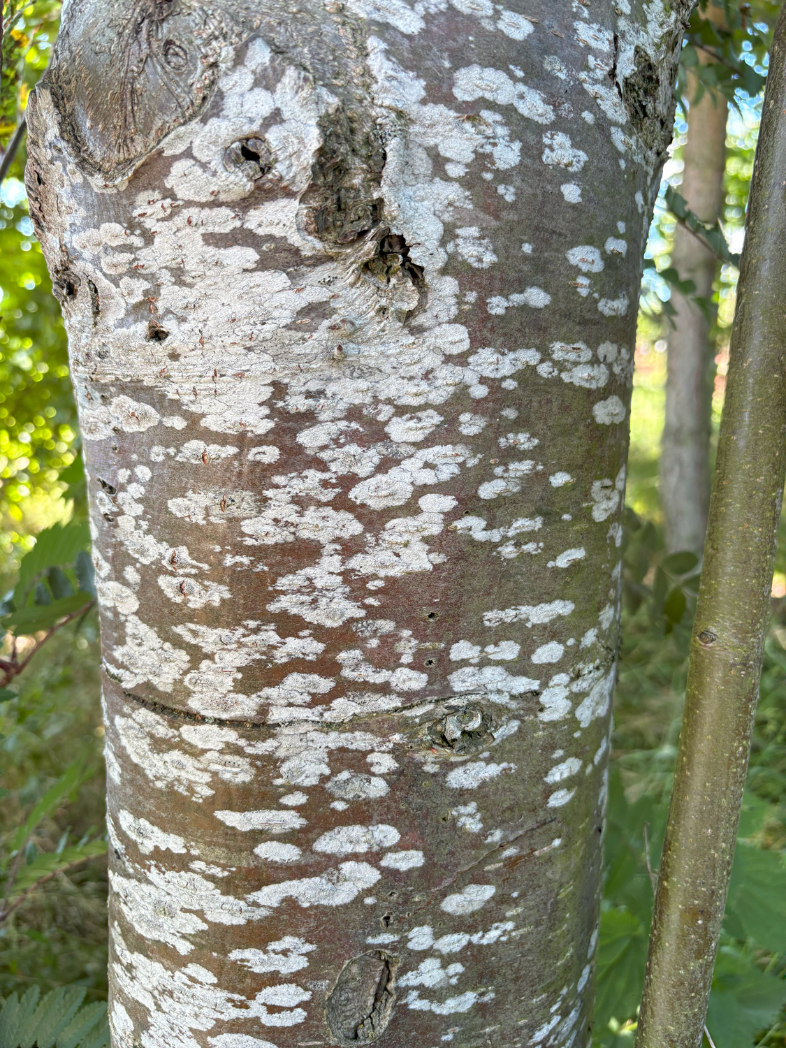 Sorbus scalaris - Kammlach, Höllberg 14 - Juni 2025