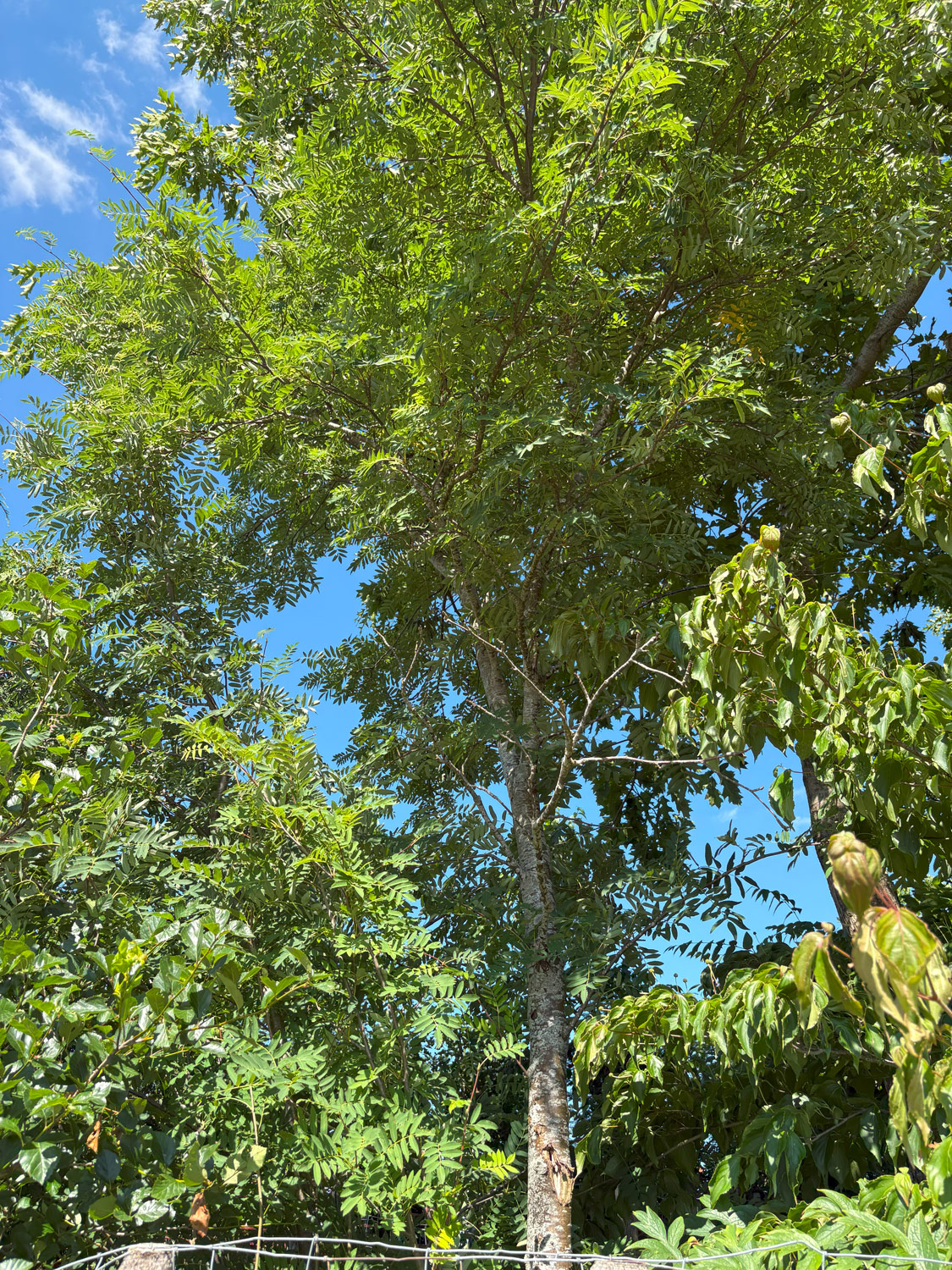 hupehensis Sorbus