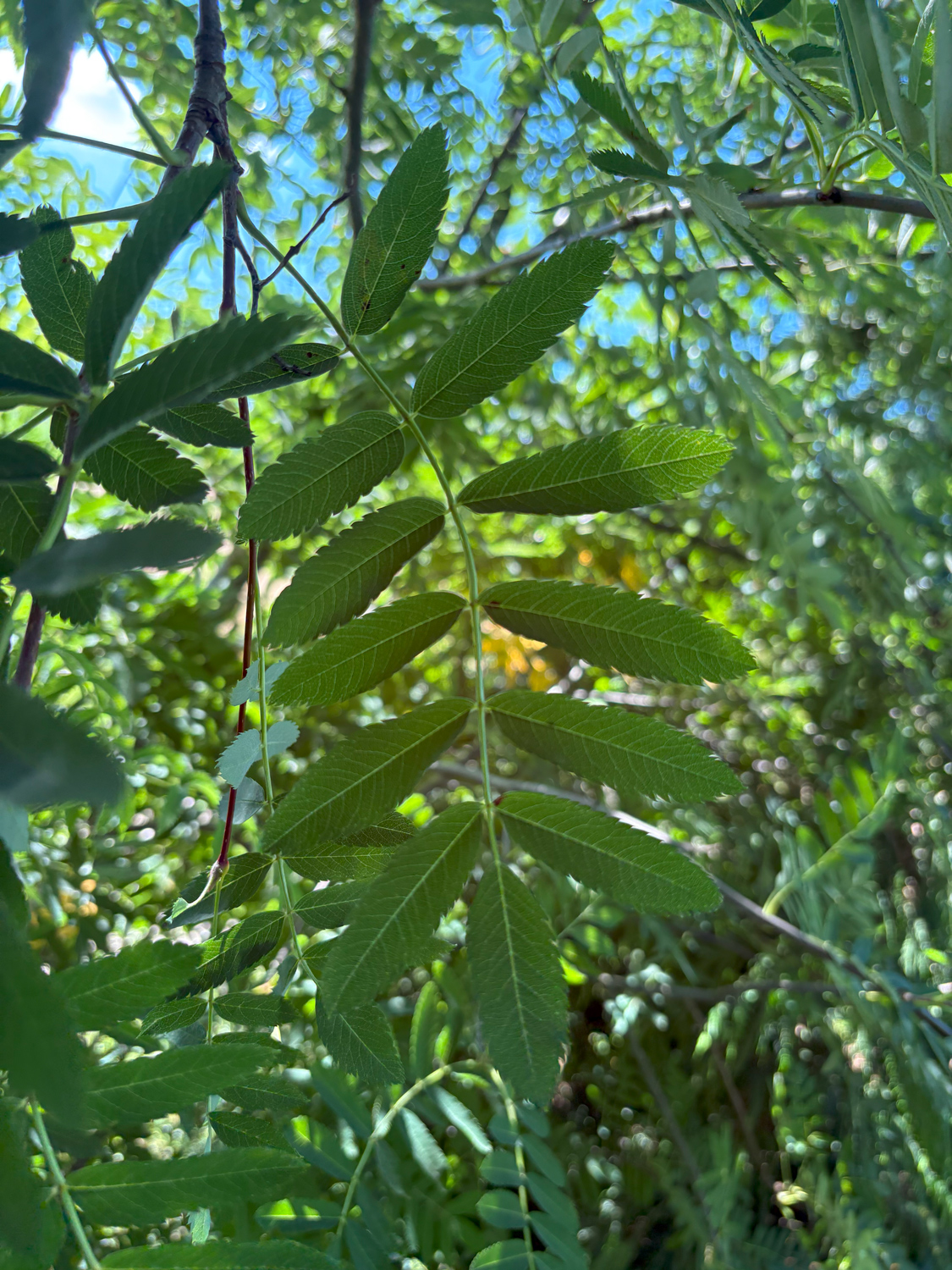 Sorbus hupehensis - Kammlach, Höllberg 14 - Juni 2025