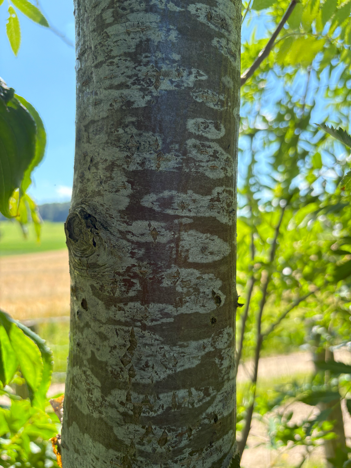 Sorbus hupehensis - Kammlach, Höllberg 14 - Juni 2025