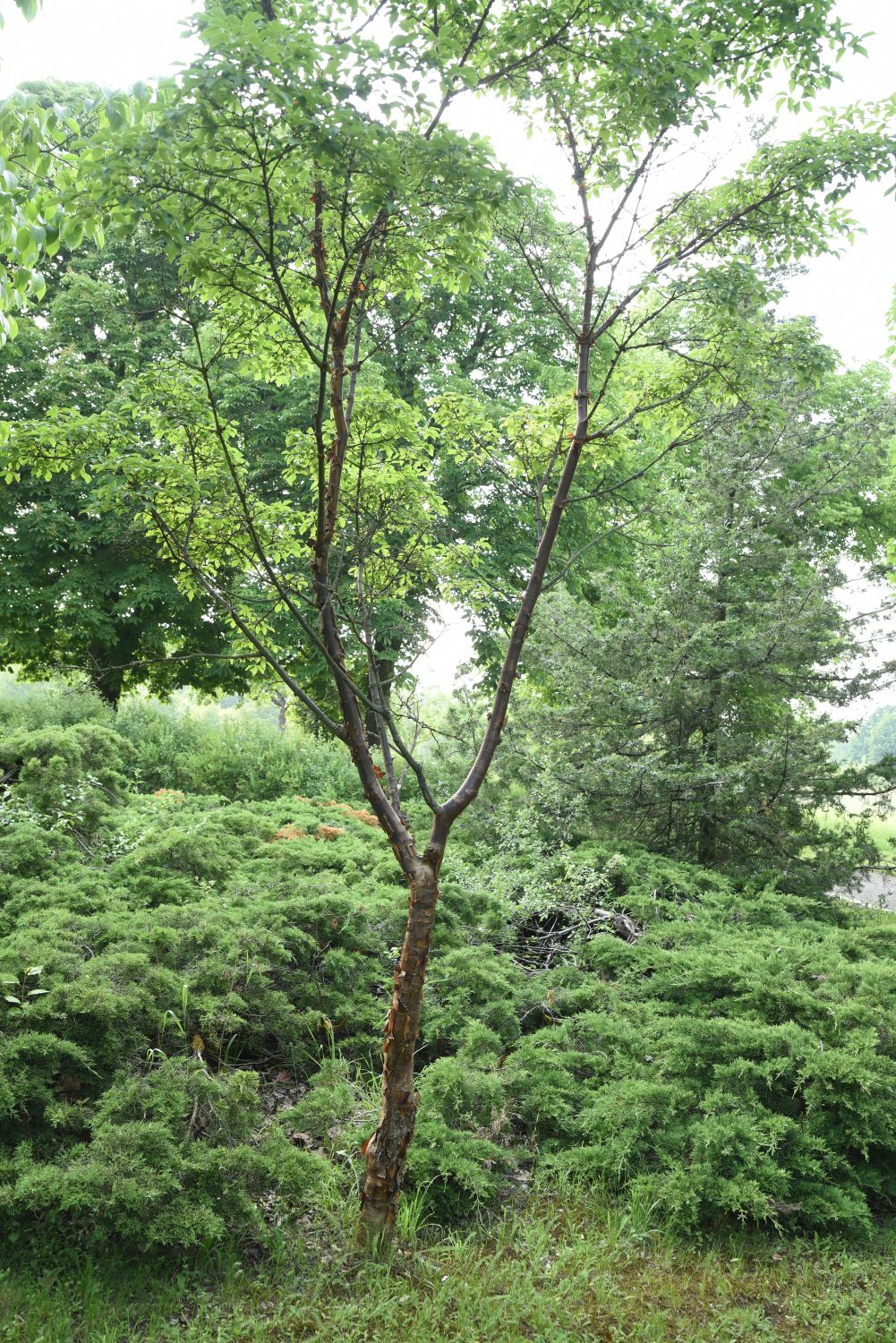 Acer griseum