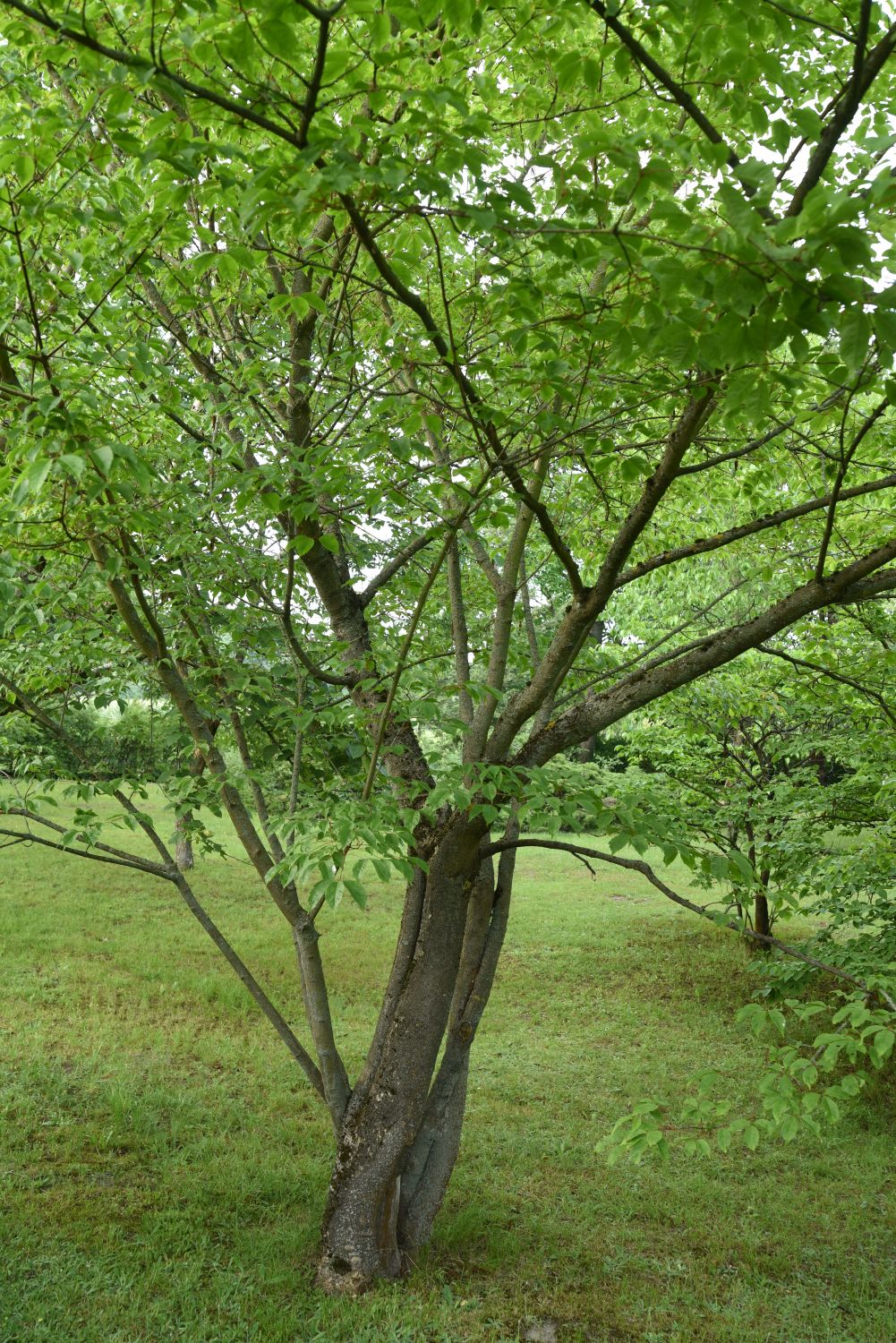 Acer henryi