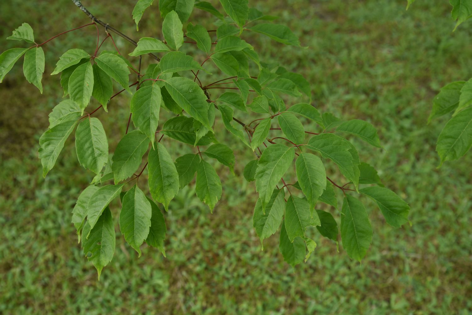 Acer henryi - Berlin-Blankenfelde - 2019