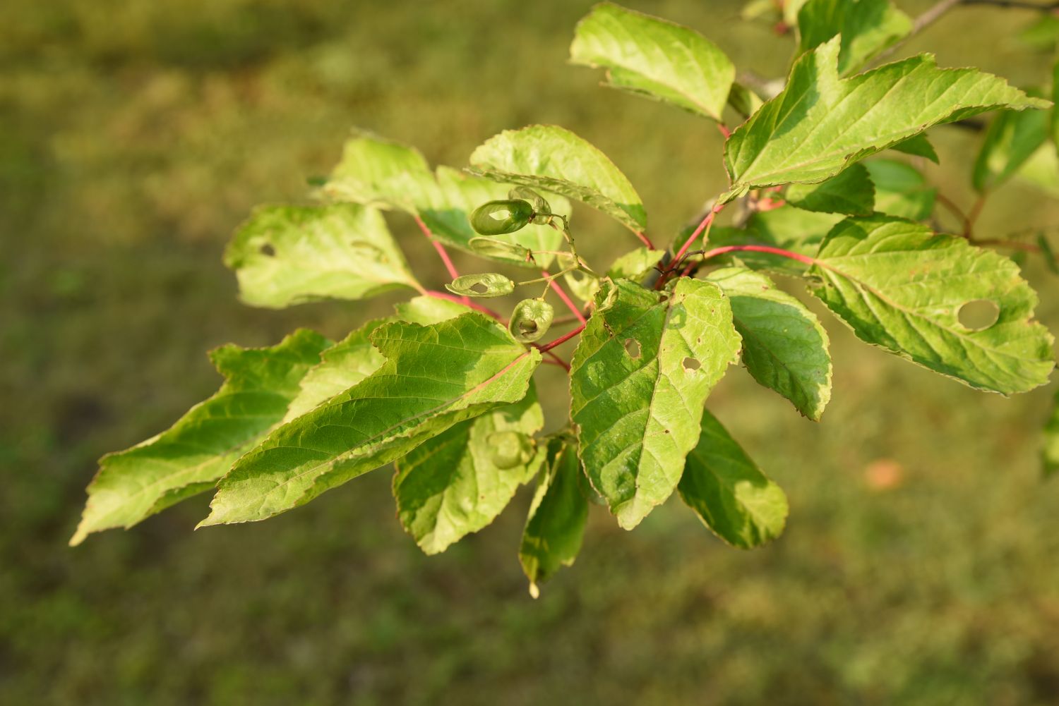 Acer tataricum subsp. aidzuense - Berlin-Blankenfelde - 2019