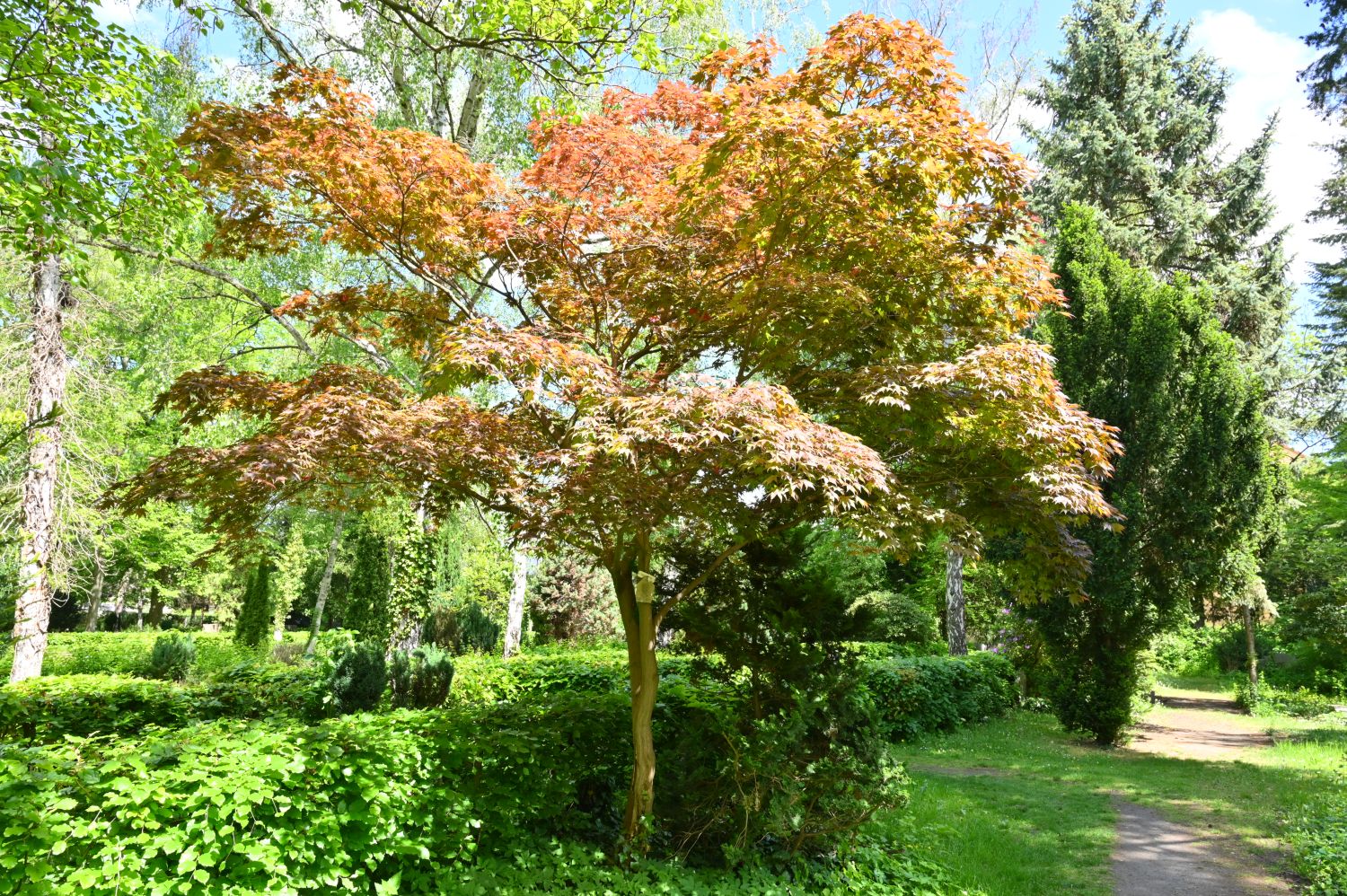 Acer palmatum 'Atropurpureum' - Berlin-Weißensee - 2020