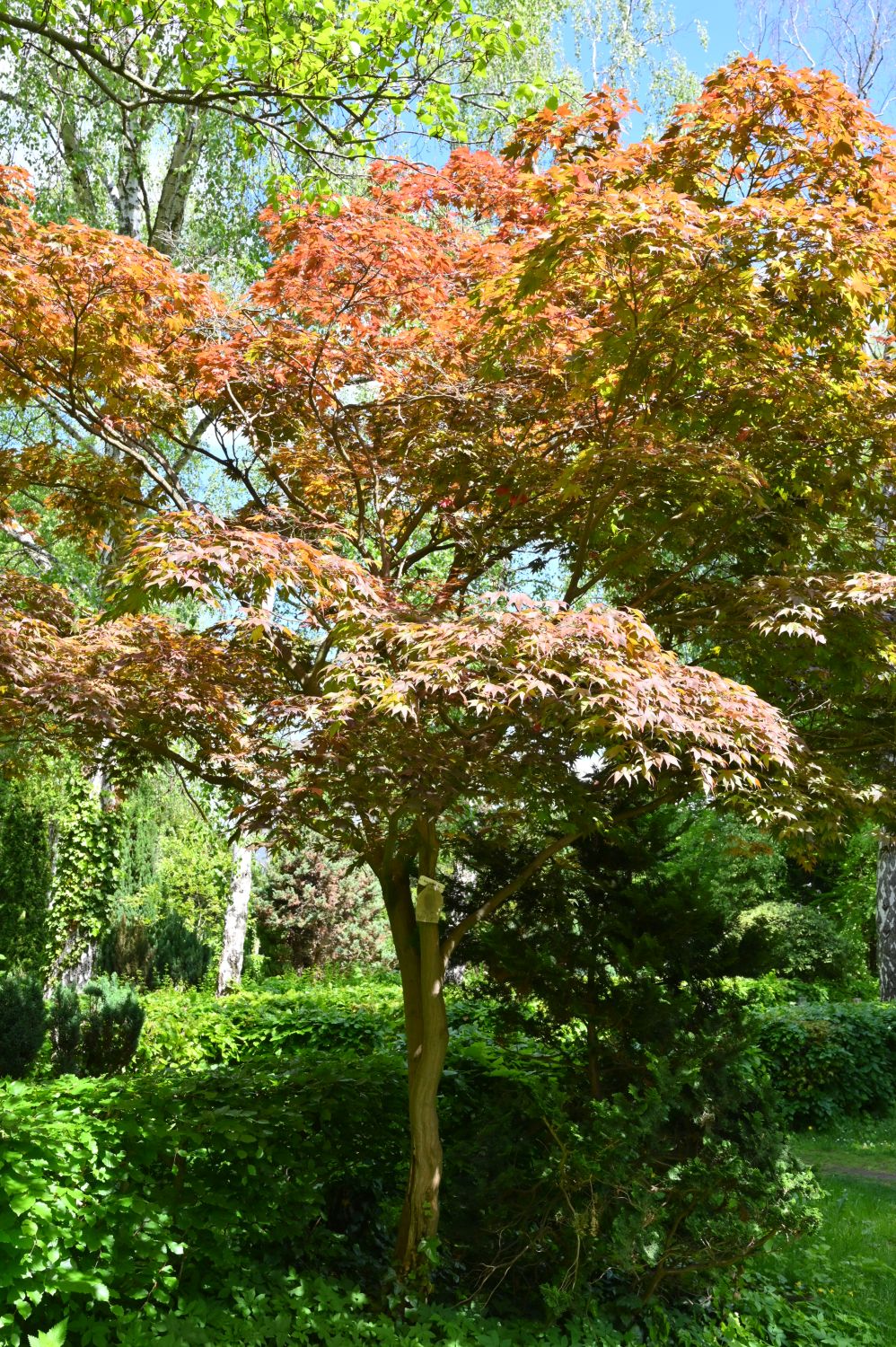 Acer palmatum 'Atropurpureum' - Berlin-Weißensee - 2020