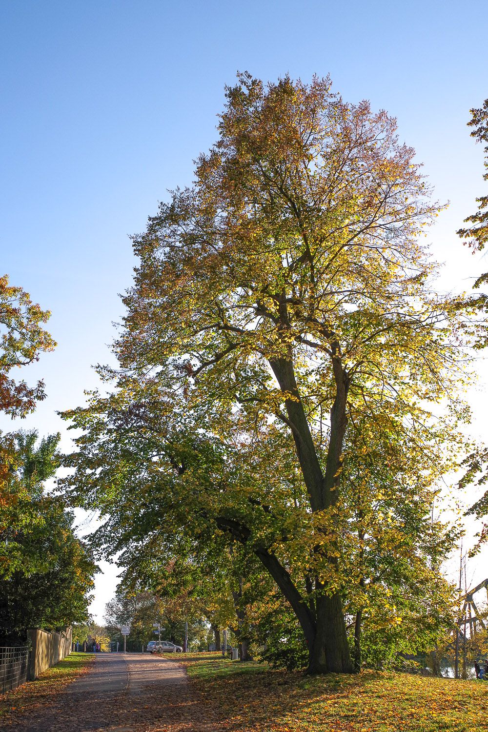 americana Tilia