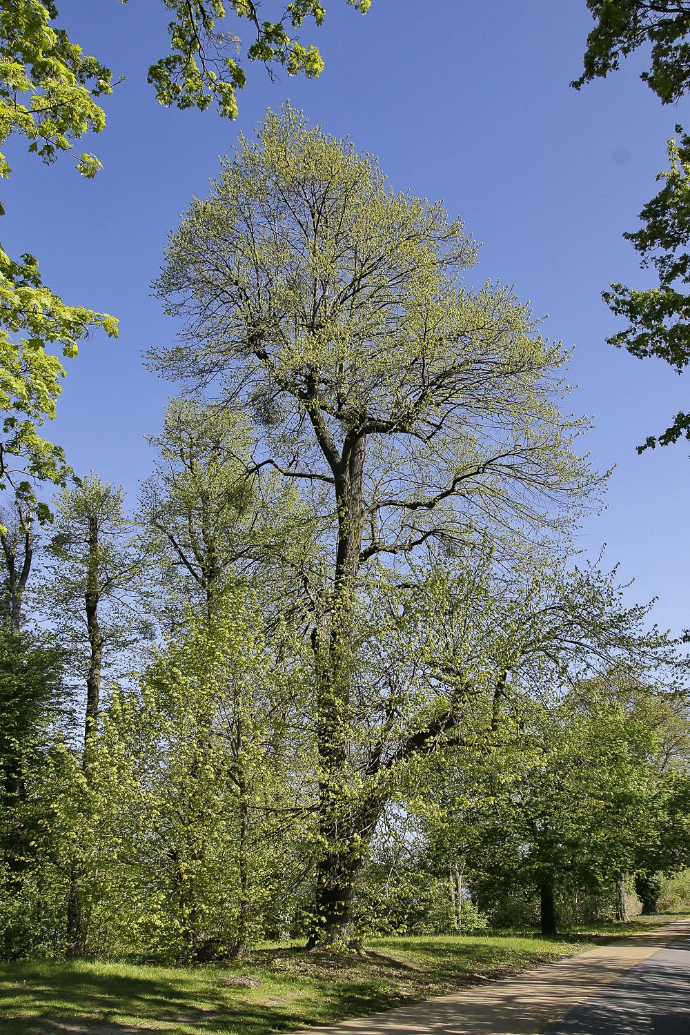 Tilia americana - Glienicker Brücke, Berlin - 2020