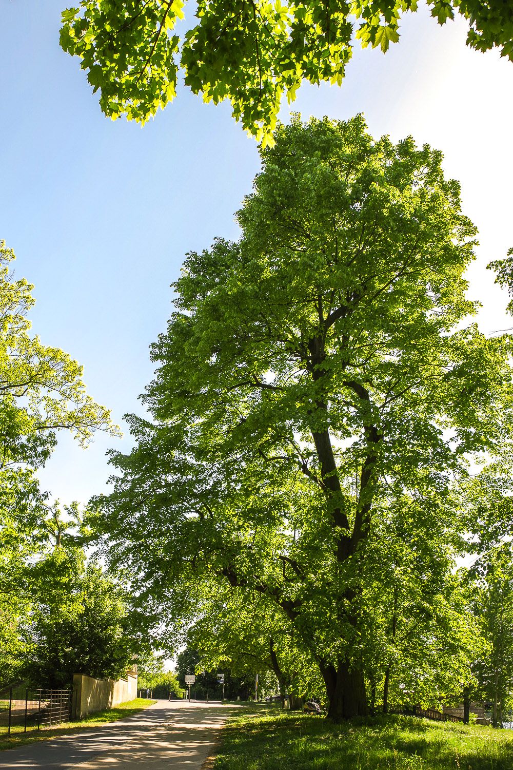 Tilia americana - Glienicker Brücke, Berlin - 2020