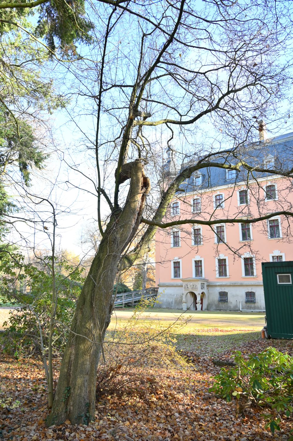 kobus Magnolia