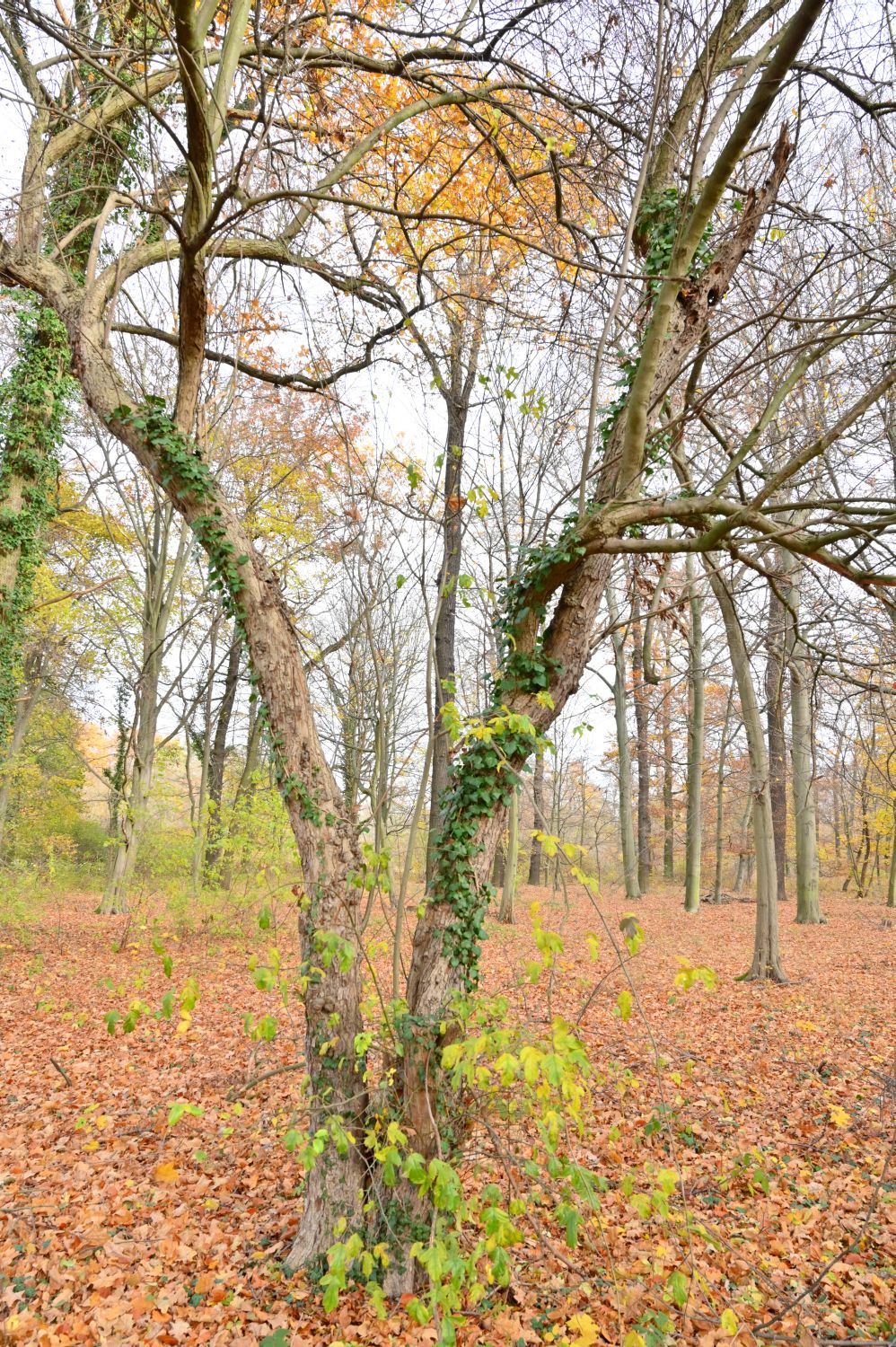 Malus toringo
