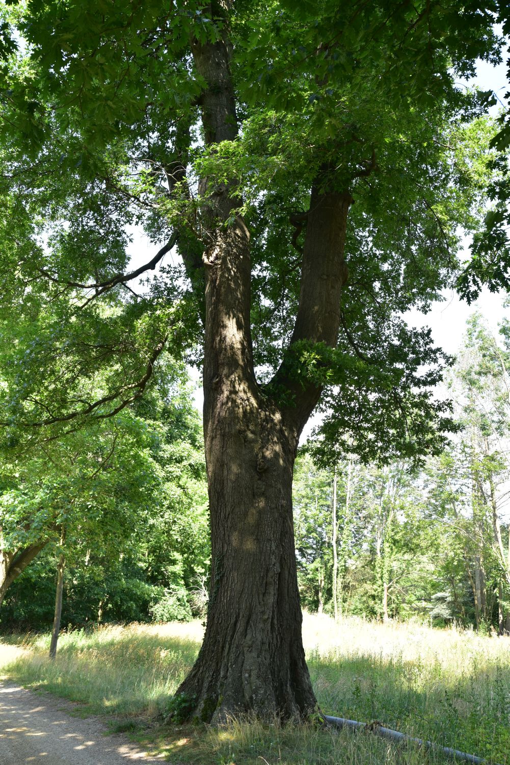 palustris Quercus