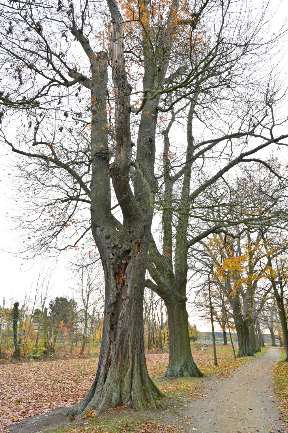 Quercus palustris - Altdöbern - 2020