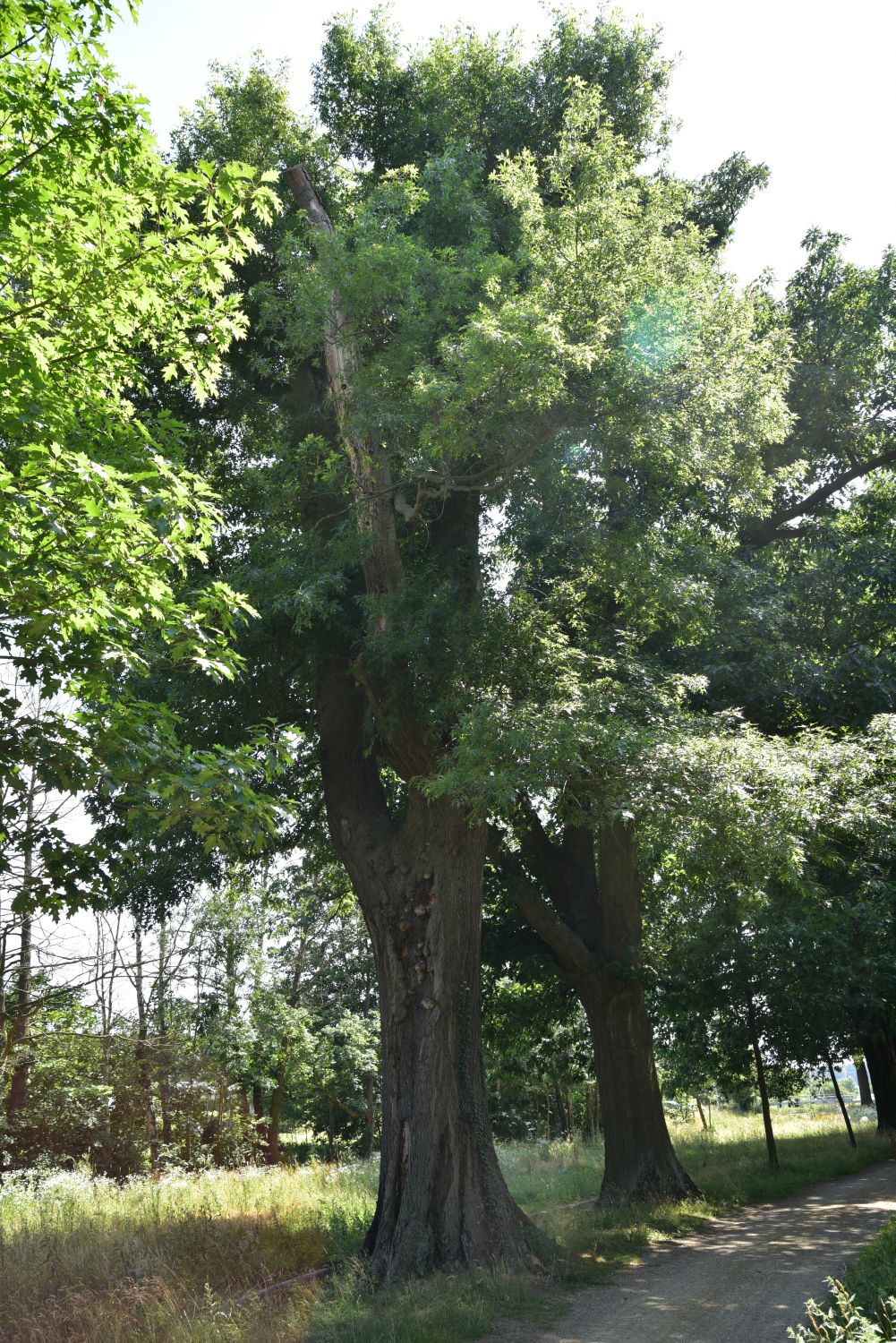 Quercus palustris - Altdöbern - 2018