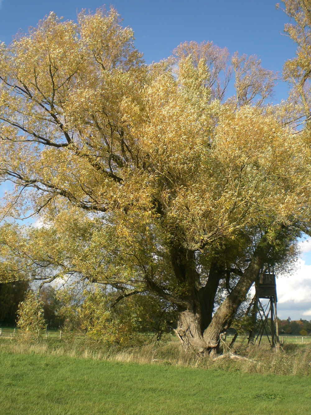 Salix alba - Dollbergen - 2020