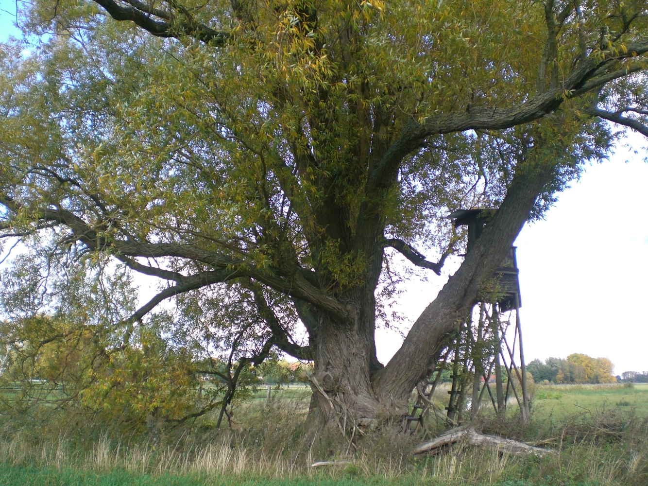 Salix alba - Dollbergen - 2020