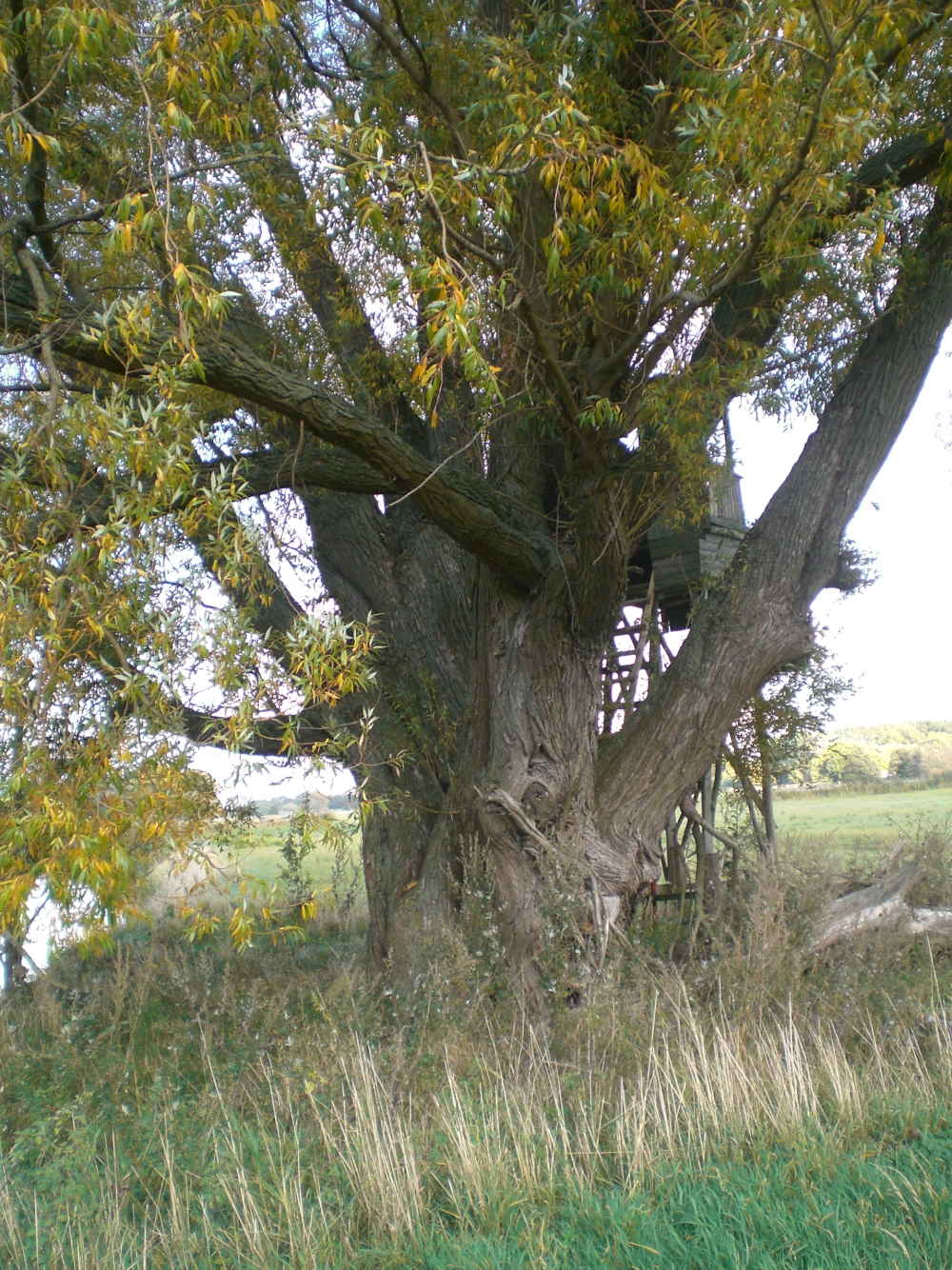 Salix alba - Dollbergen - 2020