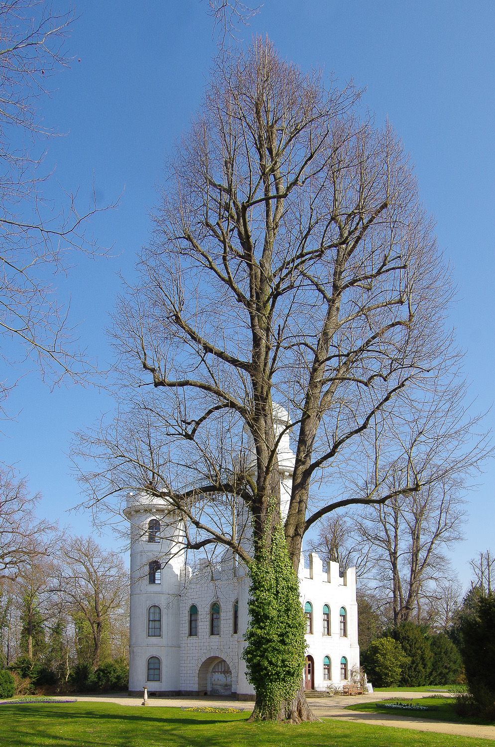 'Pallida' × europaea Tilia