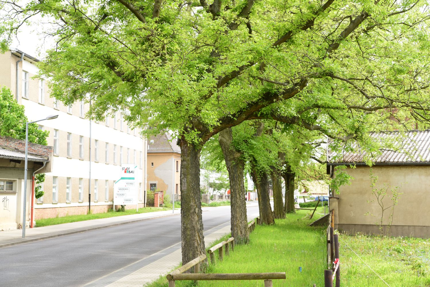 Celtis occidentalis - Frankfurt (Oder) - 2019
