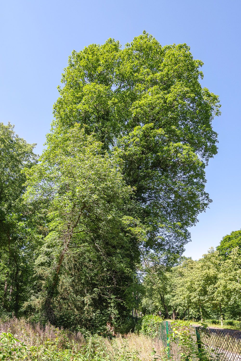 Acer cappadocicum